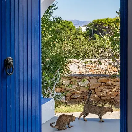 Blue Violet * Дриос